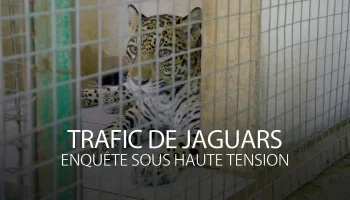 Trafic de jaguars : enquête sous haute tension