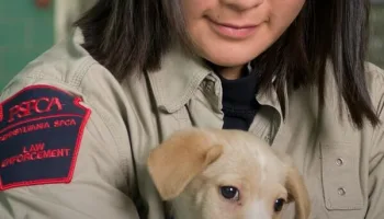 Animal Cops