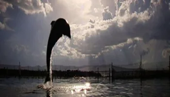 Dolphin Days