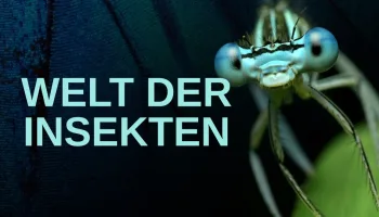 Welt der Insekten