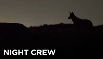 Night Crew