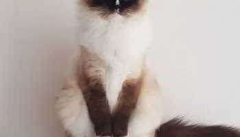 Consejos para educar a tu gato