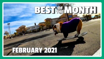 Best Pets of the Month
