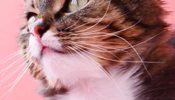 Cuidados esenciales de los gatos