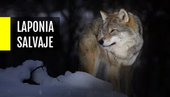 Laponia Salvaje
