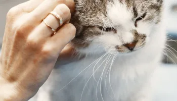 La salud de los felinos