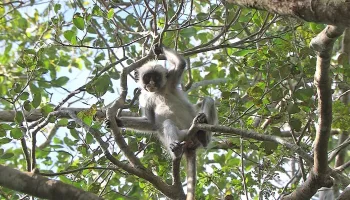 Darwin's Amazing Animals