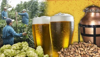 La cerveza. Elaboración tradicional de esta famosa bebida fermentada
