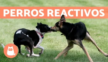 Cómo se relaciona con otros perros