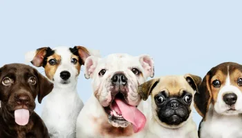 Si quiero un perro pequeño, ¿Cuál cojo?