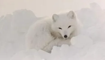 Vétérinaires de l'Arctique