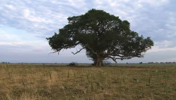 El reino letal de África