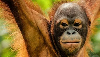 I meccanismi della natura