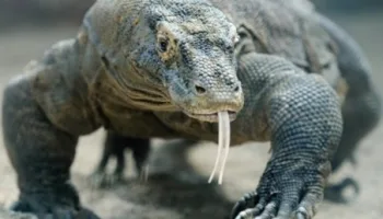 Komodo Dragons