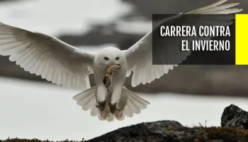 Carrera contra el invierno