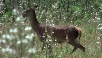 El hombre y la tierra: Fauna ibérica