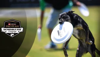 2025 Incredible Dog Challenge