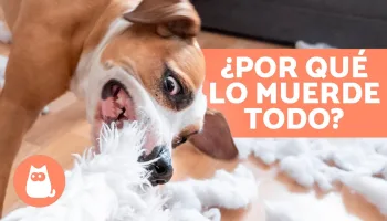 Comportamientos curiosos de los perros