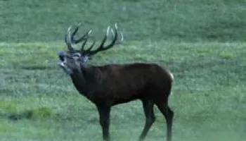 Cerfs & stratégies
