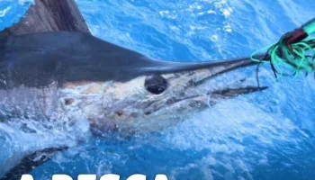 A pesca con Walter - Speciale Pelagici 3