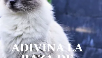Adivina la raza de estos gatos