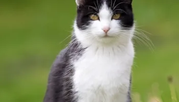 ¿Qué sienten los gatos?