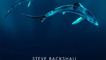 Steve Backshall - Squali del Nord Atlantico
