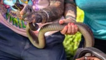 Snakes in the City