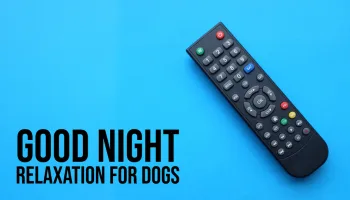 Live: Good Night: Relaxation for Dogs