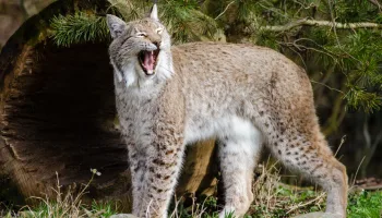 El lince 3.0