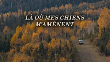 Là où mes chiens m'amènent