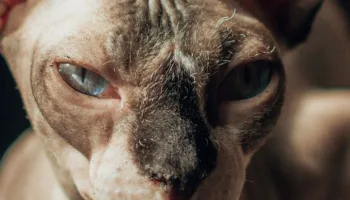 Entiende mejor a tu gato