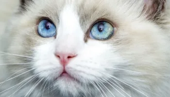 Los sentimientos de los gatos