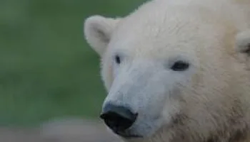 Au coeur du zoo