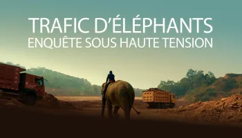 Trafic d'éléphants, enquête sous haute tension