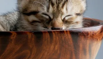 Cuidados básicos de los gatos