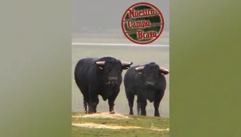 Nuestro campo bravo