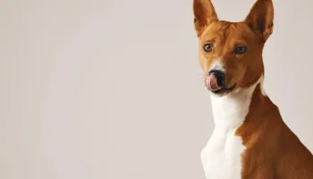 Si quiero un perro mediano, ¿Qué opciones tengo?