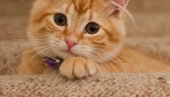 Educa a tu gato en estas situaciones